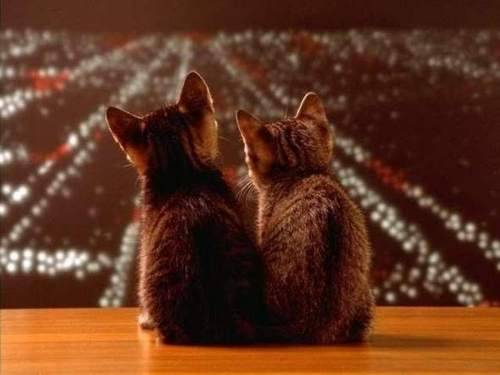 猛龙锋线伤员愈发严重，球队深陷伤病困扰，猛龙中锋有哪些