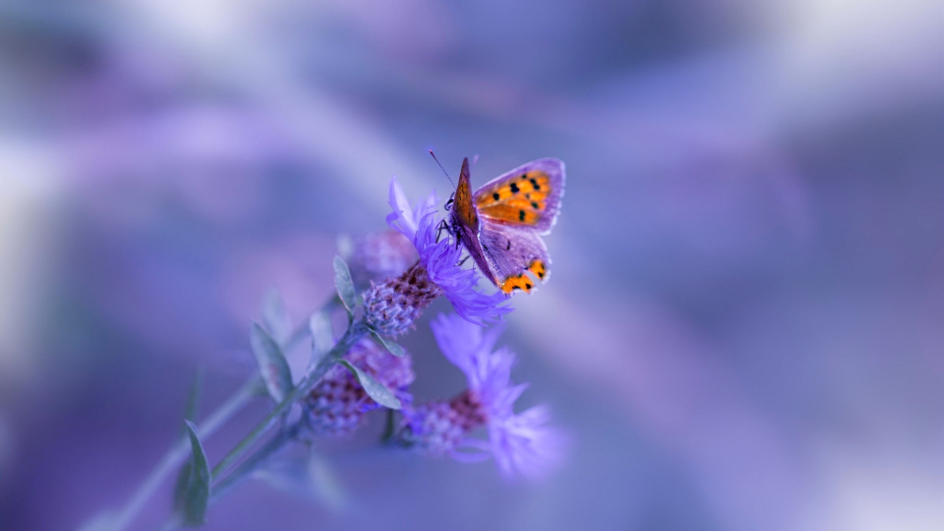 “网球对决:高新体育中心迎来世界顶级选手争霸”