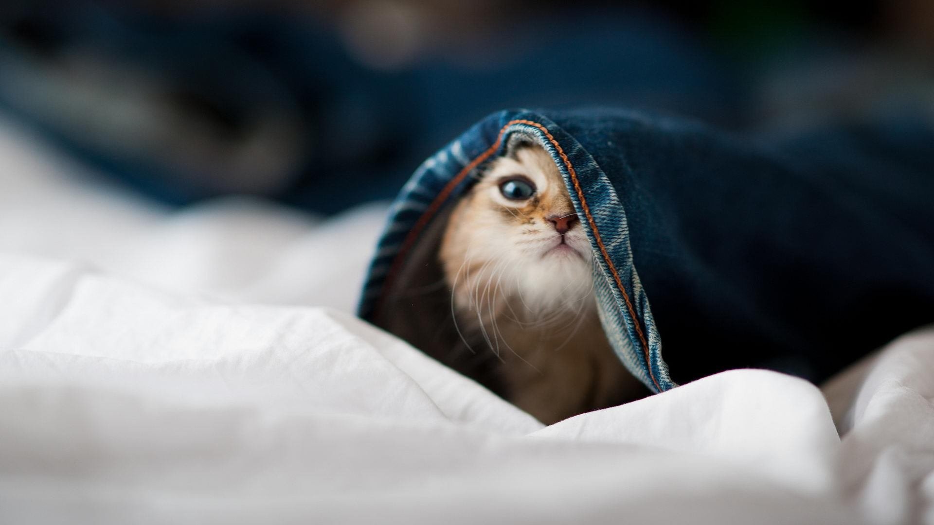 kaiyun官方入口登录-冬季转会窗口签约如何迅速融入体系，冬季转会窗口时间