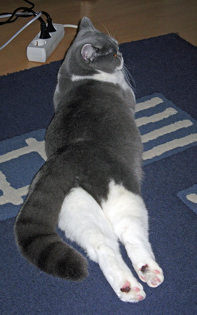 冬季转会窗口签约如何迅速融入体系，冬季转会窗口时间