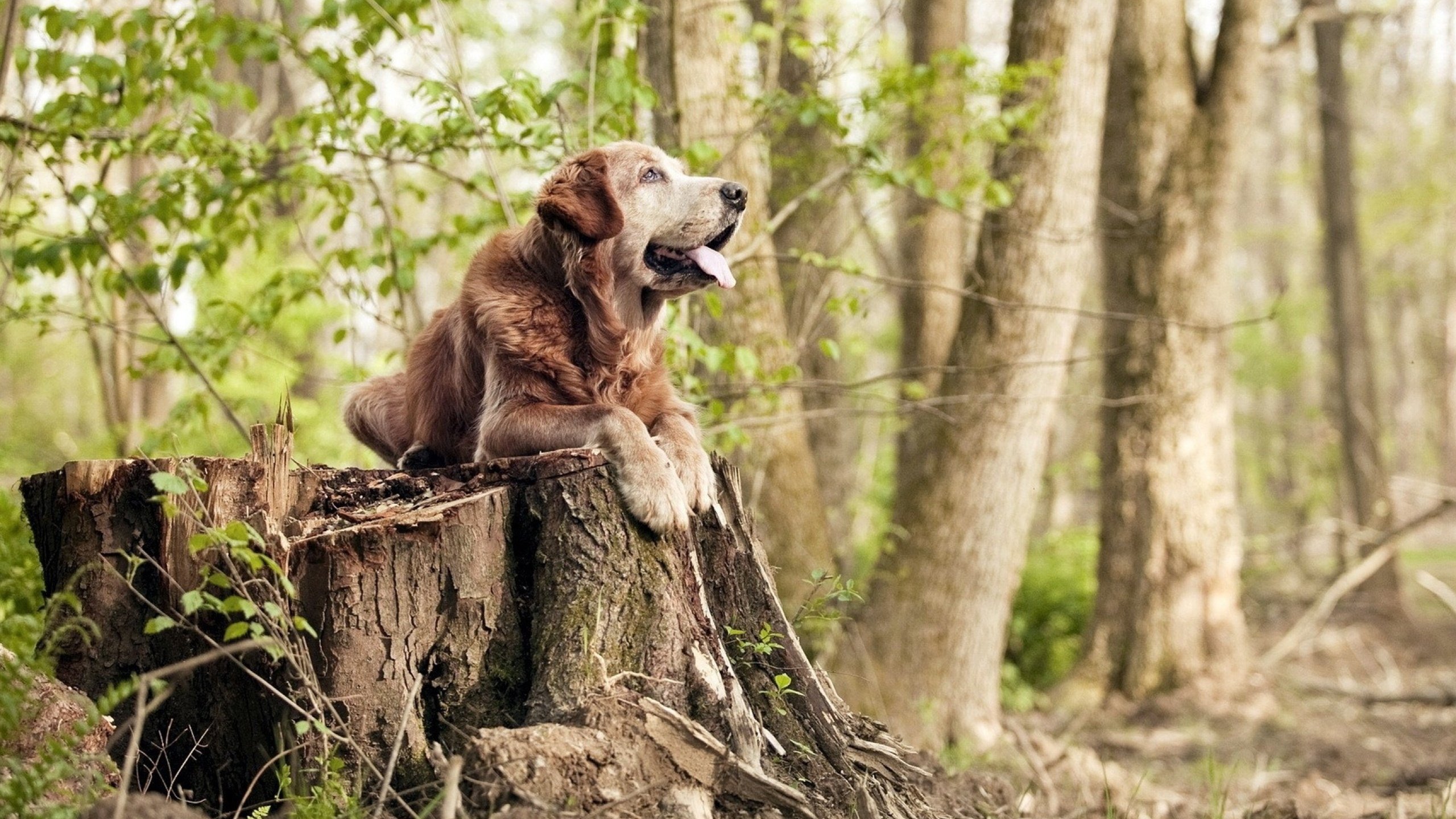 慢节奏比赛是否有利于限制核心球员爆发,慢节奏类型的是