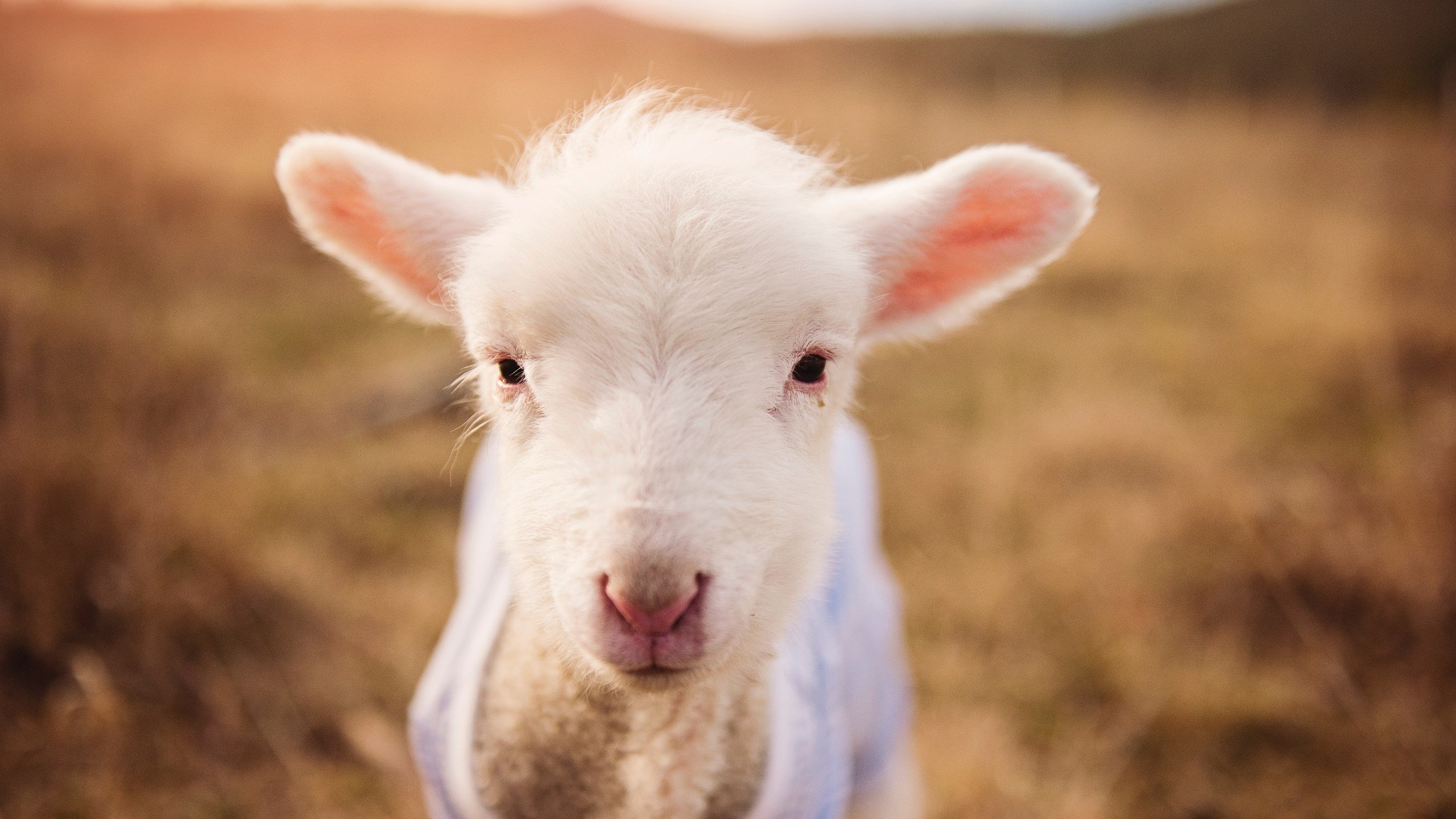 kaiyun网站-未来可期！澳大利亚队在全球乒乓舞台的定位与展望，澳大利亚乒乓球队名单