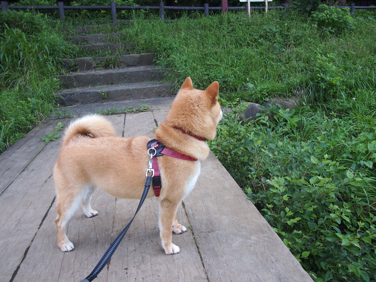 开云网站-青训模式为何难以突破家庭-学校双重壁垒，青训还有吗