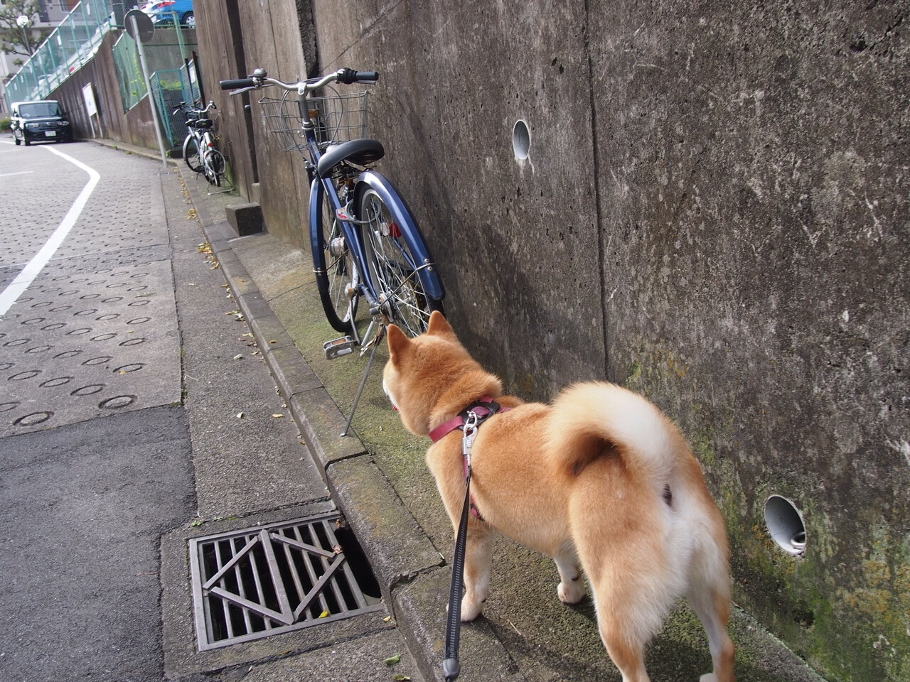 开云中国-全黑队无情防守，保持比赛的高压节奏